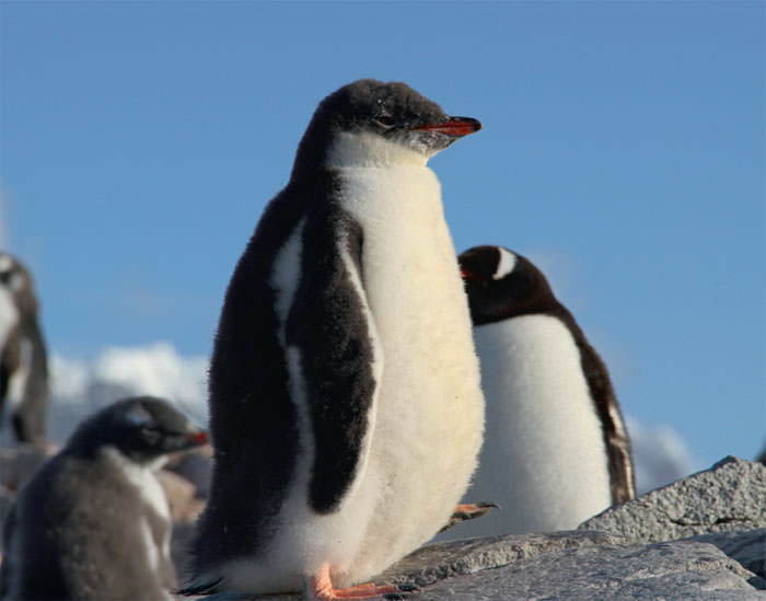 Osman Atasoy-Sibel Karasu