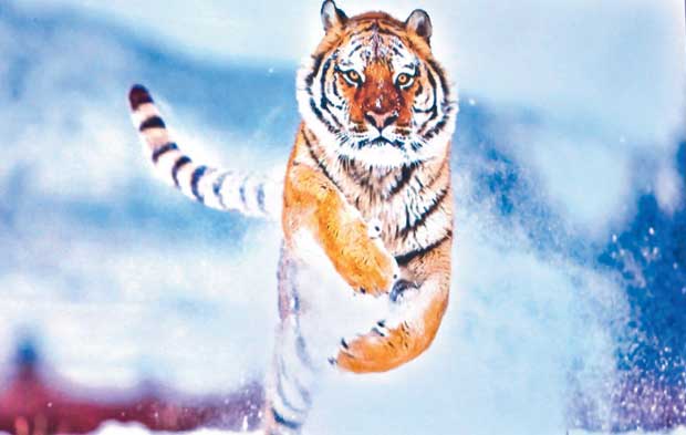 'Kenya'nın Yaban Yüzü' bir kitapta toplandı