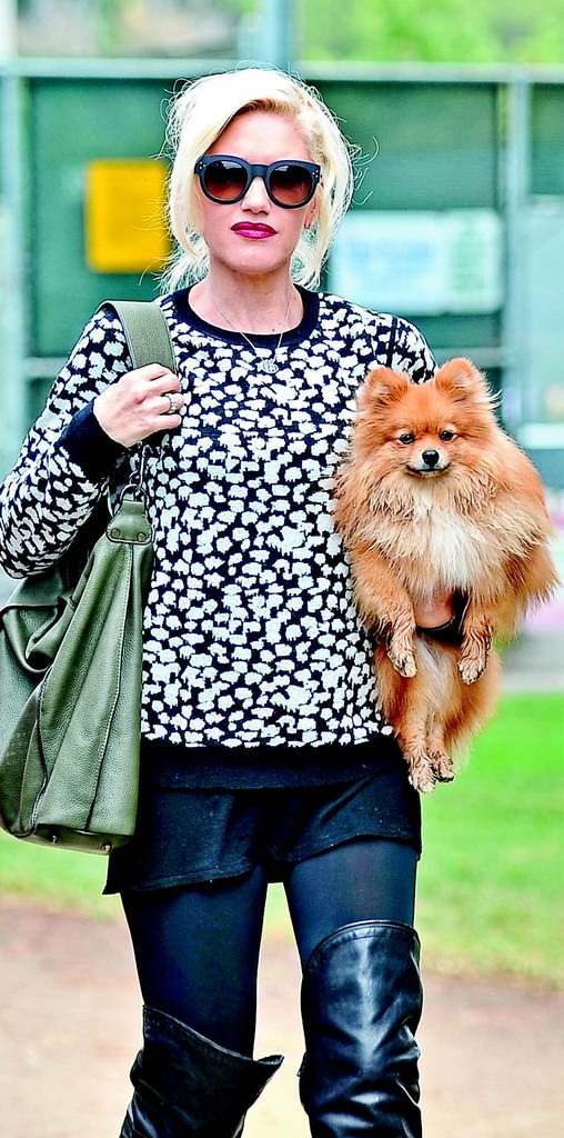 Elitlerin vazgeçilmez minik dostları: Pomeranian