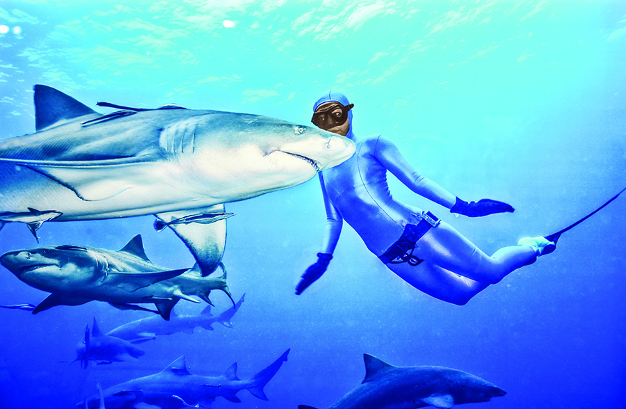 Köpek balıklarına meydan okudular