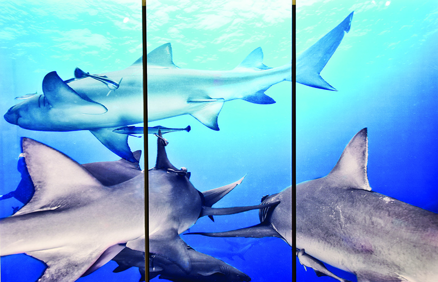 Köpek balıklarına meydan okudular