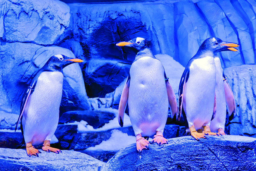 Ünlü isimler İstanbul Akvaryum'da buluştu