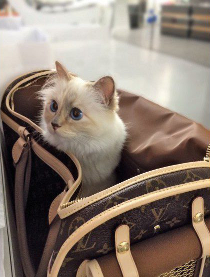 Dünyaca ünlü isimler Choupette için sıraya girdi