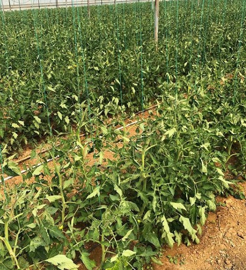 Ender Alkoçlar, organik tarım işine girdi