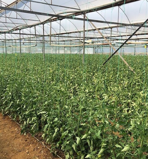 Ender Alkoçlar, organik tarım işine girdi