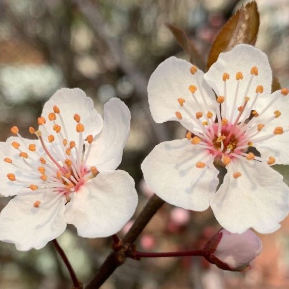 Pera Müzesi'nde Bahar şarkıları