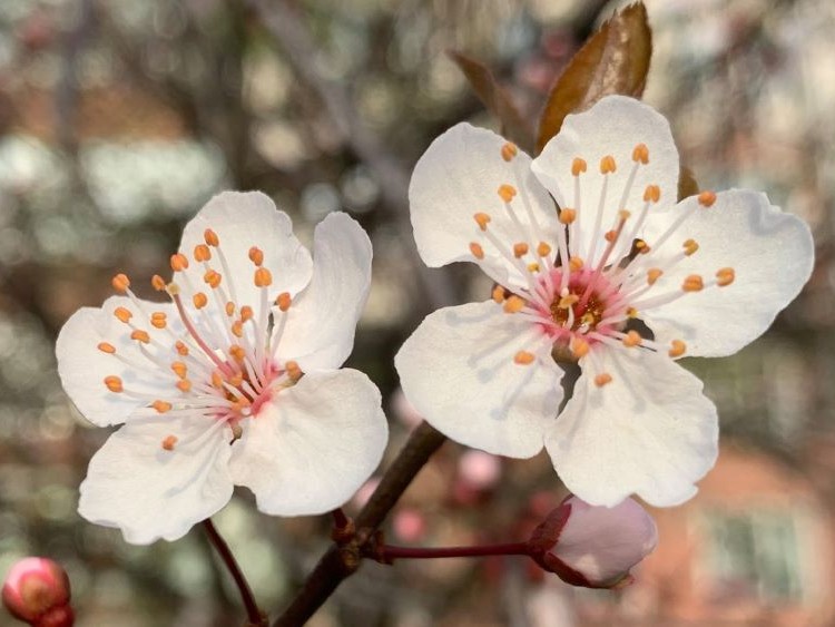 Pera Müzesi'nde Bahar şarkıları