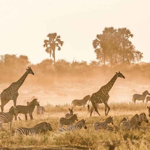 Safari İçin En Gözde Destinasyon; Botsvana