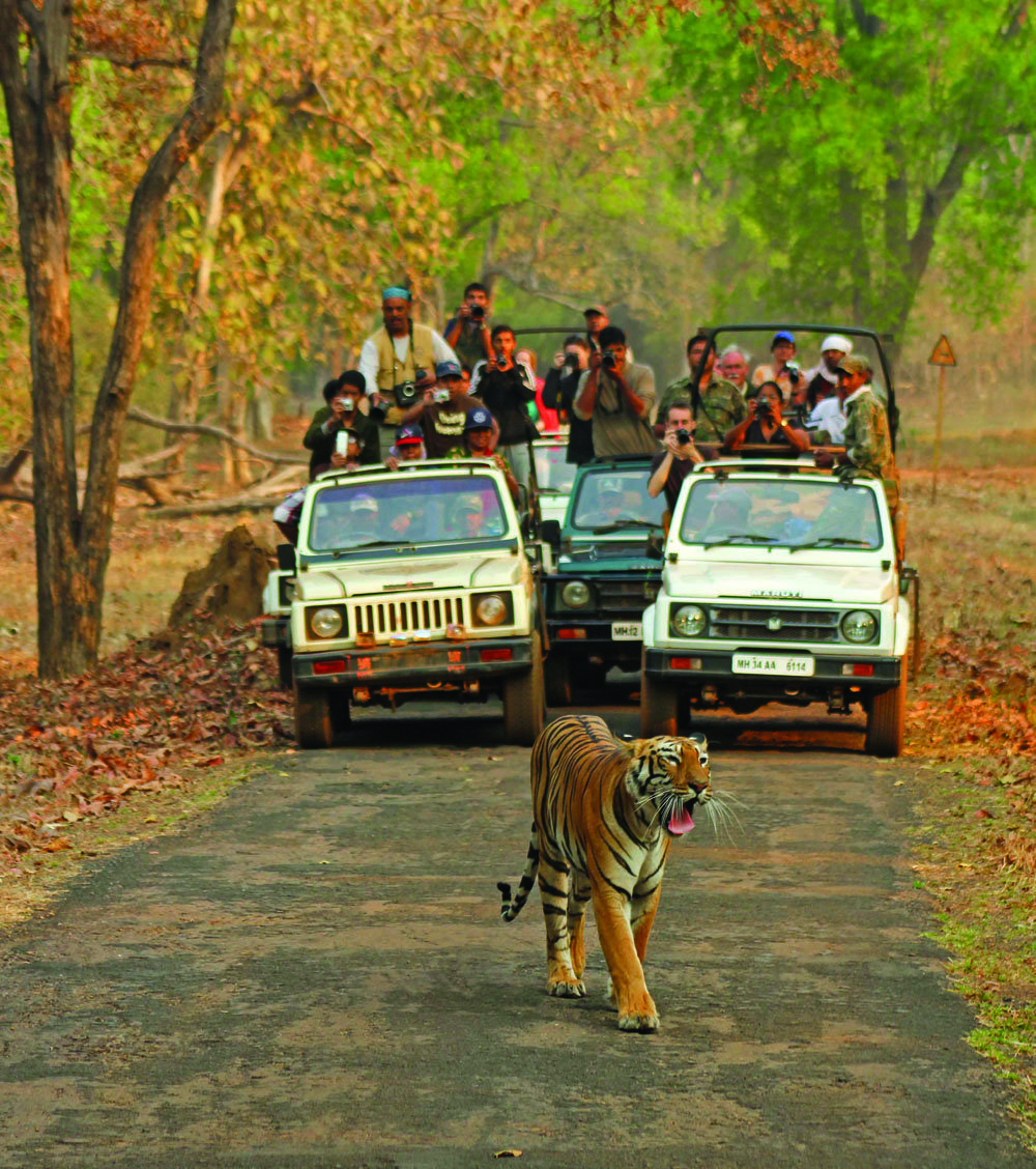 Safari turizminde Afrika'nın en büyük rakibi Hindistan