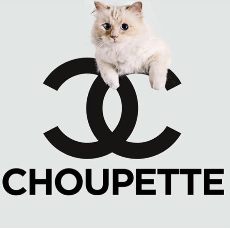 Dünyaca ünlü isimler Choupette için sıraya girdi